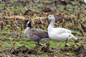 Snow Goose and Cackling Goose